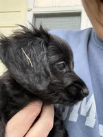 Femi, a male Yorkipoo and Miniature Dachshund for sale in Hattiesburg, MS – Photo 2 of 6