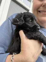 Femi, a male Yorkipoo and Miniature Dachshund for sale in Hattiesburg, MS – Photo 4 of 6