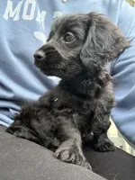 Femi, a male Yorkipoo and Miniature Dachshund for sale in Hattiesburg, MS – Photo 6 of 6