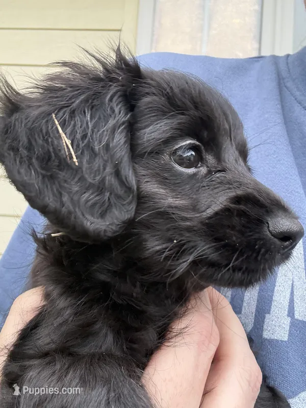 Femi, a male Yorkipoo and Miniature Dachshund for sale in Hattiesburg, MS – Photo 1 of 6
