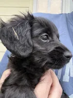 Femi, a male Yorkipoo and Miniature Dachshund for sale in Hattiesburg, MS – Photo 1 of 6