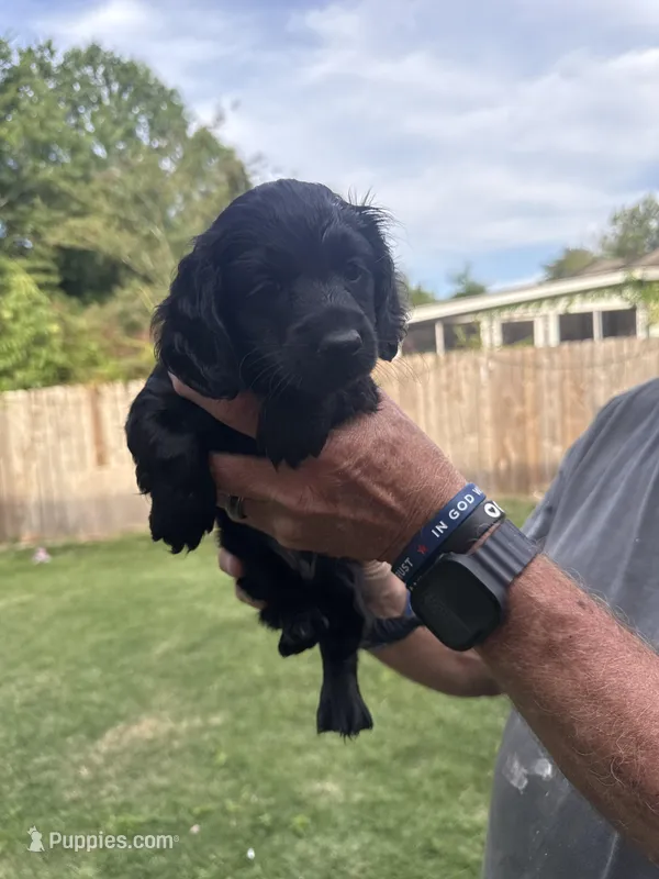 Oba – Yorkipoo, Miniature Dachshund puppy for sale in Hattiesburg, MS