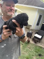 Oba, a male Yorkipoo and Miniature Dachshund for sale in Hattiesburg, MS – Photo 2 of 2