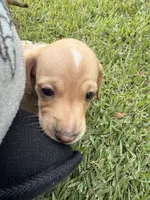 Moonpie, a male Miniature Dachshund for sale in Hattiesburg, MS – 3 of 6