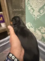 SuzieQ, a female Miniature Dachshund for sale in Hattiesburg, MS – 3 of 5