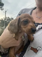 Sugarpie, a female Miniature Dachshund for sale in Hattiesburg, MS – 2 of 6