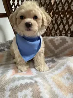 Puppy 2, a male Maltipoo for sale in Westfield, MA – 5 of 5