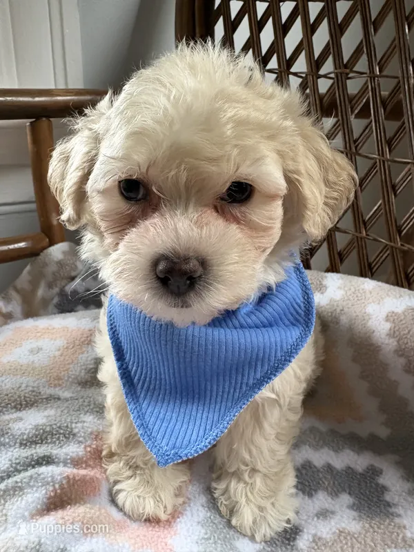 Puppy – Maltipoo, Poodle - Toy  puppy for sale in Westfield, MA