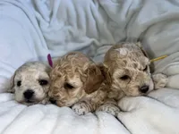 Cutie, a  Poodle - Toy  for sale in Westfield, MA – 3 of 5