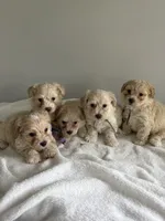 Puppy 2, a male Maltipoo for sale in Westfield, MA – 2 of 5