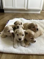 Puppy, a male Maltipoo and Poodle - Toy  for sale in Westfield, MA – 2 of 4