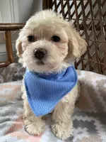 Puppy 2, a male Maltipoo for sale in Westfield, MA – 4 of 5