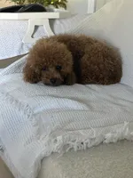 Cutie, a female Poodle - Toy  for sale in Westfield, MA – Photo 2 of 3