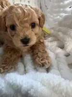 Cutie 1, a male Poodle - Toy  for sale in Westfield, MA – 7 of 7