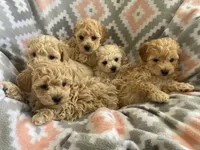 Cutie 1, a female Poodle - Toy  for sale in Westfield, MA – Photo 2 of 4