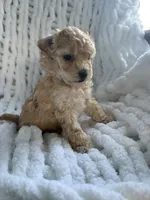 Cutie 1, a male Poodle - Toy  for sale in Westfield, MA – 5 of 7