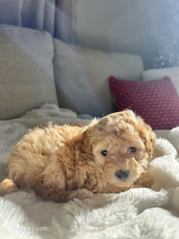 Cutie 1 – Poodle - Toy  puppy for sale in Westfield, MA