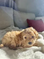Cutie 1, a male Poodle - Toy  for sale in Westfield, MA – 1 of 7