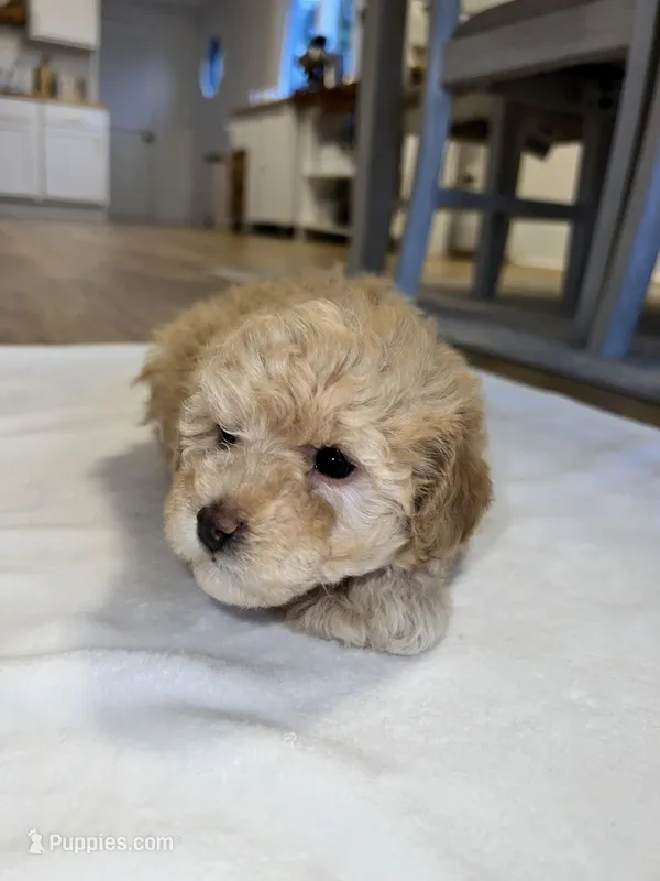 Cutie 1 – Poodle - Toy  puppy for sale in Westfield, MA