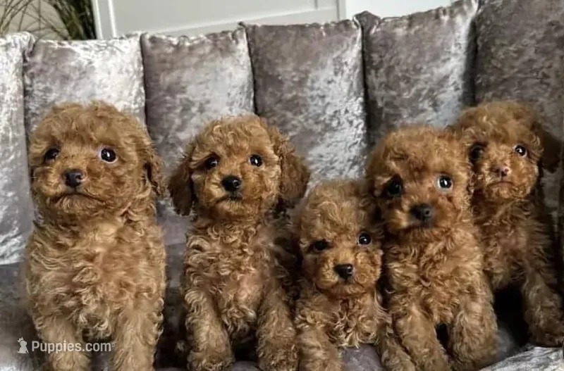 Cutie – Poodle - Toy  puppy for sale in Westfield, MA