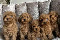 Cutie, a female Poodle - Toy  for sale in Westfield, MA – Photo 1 of 3