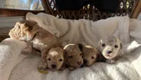 Cutie, a male Poodle - Toy  for sale in Westfield, MA – 7 of 7