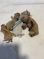 Cutie, a male Poodle - Toy  for sale in Westfield, MA – 6 of 7