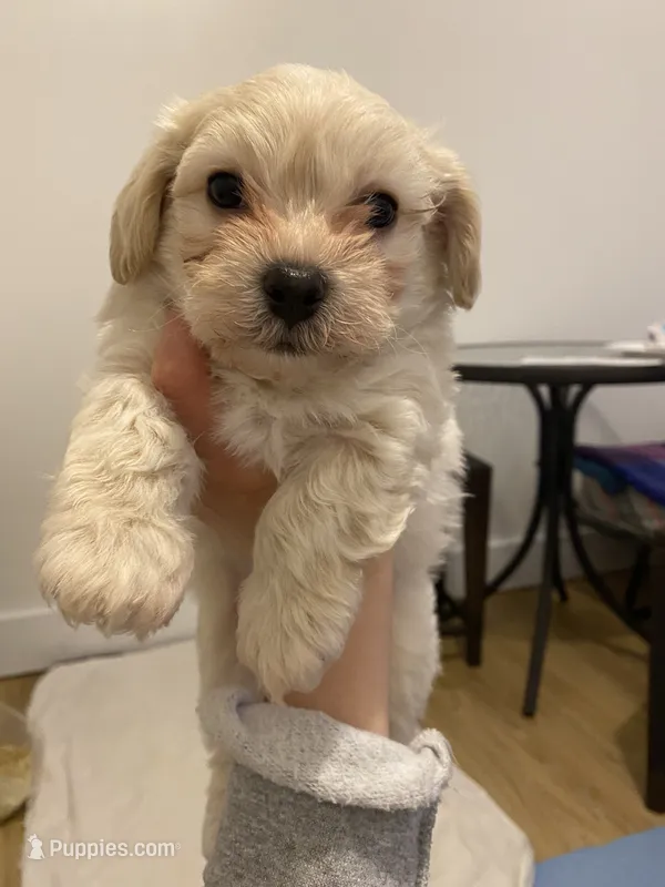 Puppy 2 – Maltipoo puppy for sale in Westfield, MA
