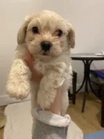 Puppy 2, a male Maltipoo for sale in Westfield, MA – 1 of 5