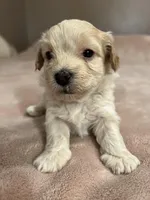 Puppy, a  Maltipoo and Poodle - Toy  for sale in Westfield, MA – 1 of 4