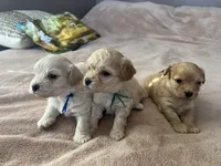 Puppy, a  Maltipoo and Poodle - Toy  for sale in Westfield, MA – 2 of 4