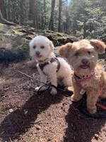 Puppy, a  Maltipoo and Poodle - Toy  for sale in Westfield, MA – 4 of 4