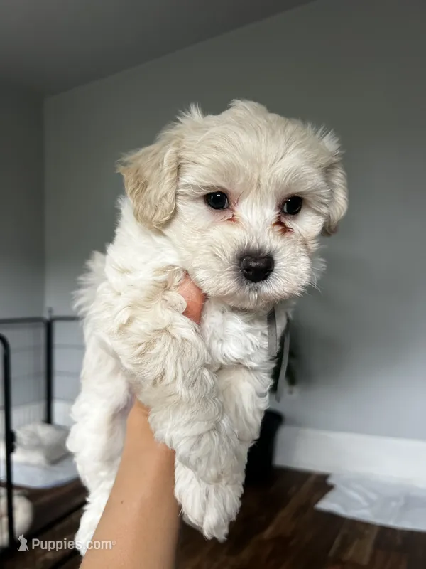 Cutie – Maltipoo, Poodle - Toy  puppy for sale in Westfield, MA