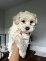 Cutie, a male Maltipoo and Poodle - Toy  for sale in Westfield, MA – 1 of 3