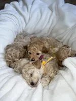 Cutie, a  Poodle - Toy  for sale in Westfield, MA – 4 of 5