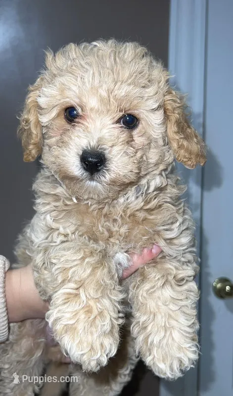 Cutie 2 – Poodle - Toy  puppy for sale in Westfield, MA