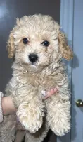 Cutie 2, a male Poodle - Toy  for sale in Westfield, MA – Photo 1 of 4