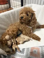 Cutie 2, a male Poodle - Toy  for sale in Westfield, MA – Photo 4 of 5