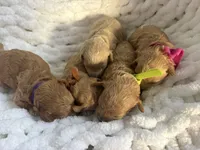 Cutie 2, a male Poodle - Toy  for sale in Westfield, MA – Photo 5 of 5