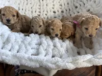 Cutie 2, a male Poodle - Toy  for sale in Westfield, MA – 4 of 6