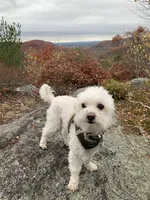 Cutie 2, a male Poodle - Toy  for sale in Westfield, MA – Photo 4 of 4