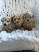 Cutie 2, a male Poodle - Toy  for sale in Westfield, MA – 6 of 6