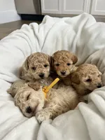 Cutie 2, a male Poodle - Toy  for sale in Westfield, MA – Photo 2 of 4