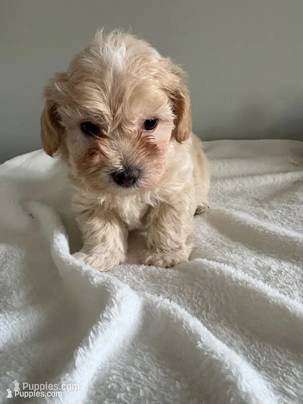 Puppy – Maltipoo, Poodle - Toy  puppy for sale in Westfield, MA