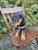 Finn, a male English Shepherd for sale in Middletown Township, PA – Photo 2 of 4