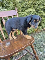 Finn, a male English Shepherd for sale in Middletown Township, PA – Photo 4 of 4