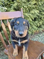 Finn, a male English Shepherd for sale in Middletown Township, PA – Photo 1 of 4