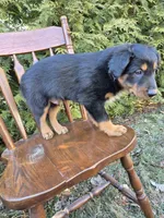Finn, a male English Shepherd for sale in Middletown Township, PA – Photo 3 of 4
