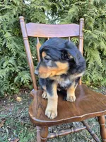 Toby, a female English Shepherd for sale in Middletown Township, PA – Photo 2 of 3