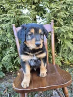 Toby, a female English Shepherd for sale in Middletown Township, PA – Photo 1 of 3